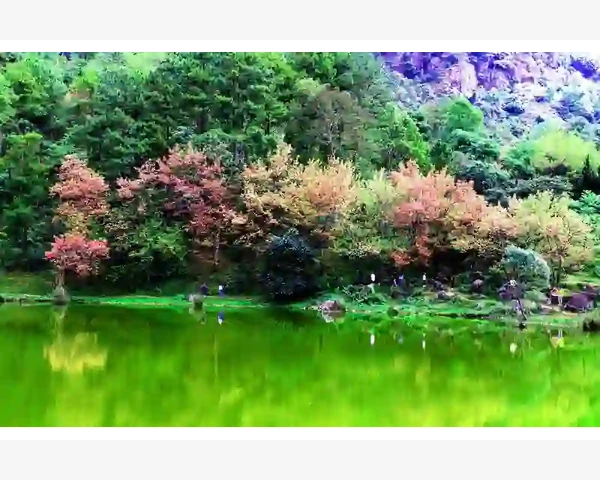 MT4指标窗口高度保存模板一招解决重启恢复问题_执行回测时这些坑千万别踩